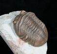 Beautifully Inflated Asaphus Lepidurus Trilobite #4175-1